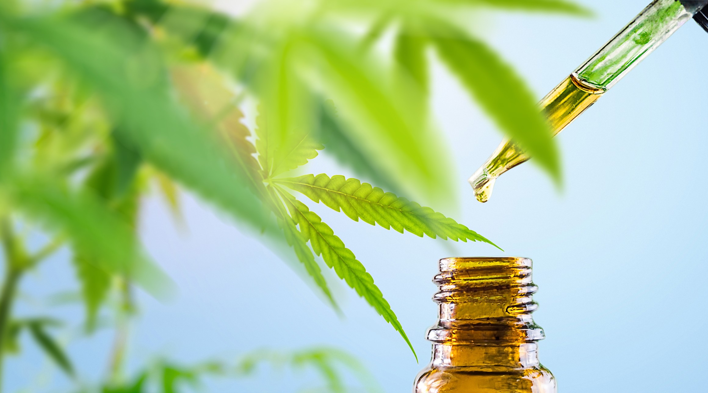 alternative-medicine-from-medical-marijuana_t20_WxwyJV